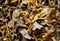 A food background shot with lots of Cantharellus Tubaeformis.