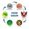 Food chain vector illustration. Labeled nature eating model circle scheme.