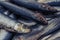 Food : Close up of fresh sardines. 3