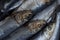 Food : Close up of fresh sardines. 5