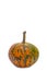 Food Concepts. Closeup of Natural Yellowish Pumpkin with Long St