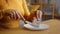 Food crisis concept. Close up of unrecognizable woman eating invisible meal, using cutlery in empty plate, free space