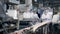 Food factory workers packing products from a moving line.