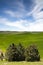 Food Growing Under Blue Sky Farm Field Palouse Country