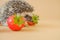 food for hedgehogs. Cute gray hedgehog and red strawberries on a beige background.Baby hedgehog.strawberry harvest