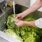 Food hygiene restaurant cook washing salad