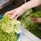 Food hygiene restaurant cook washing salad