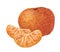 Food illustration. Mandarin, orange fruits. Exotic summer fruits.