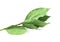 Food ingredient - bay leaf