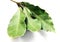 Food ingredient - bay leaf