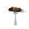 Food Insects: Crickets insect deep-fried crispy for eating as ready meal food items on fork, it is good source of protein edible