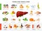 Food for Liver infographic elements isolated on white background. Healthy and unhealthy foods for human liver and