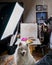 Food photographer`s home studio setup with lighting equipment setup and a samoyed dog looking at camera. Real life scene