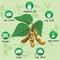 Food products from soybeans infographics