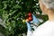 Food scientist showing tomatoes in greenhouse