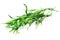 Food seasonings - Artemisia dracunculus