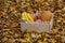 Food set: banana, eggs, nuts, pumkin, coffee, bread, oils in a wooden box against the background of autumn yellow foliage.