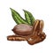 Food sketch of pecan nut. Vector clipart of kernel