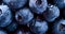 Food texture with berry. Blueberries with water drops. Summer vitamin background