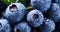 Food texture concept with berry. Blueberries with water drops. Summer vitamin background