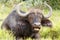 Food time - African Buffalo Syncerus caffer