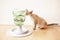 The food tree cat toy, Interactive feline  game that stimulates cats to work for their food. 3 difficulty levels to challenge your