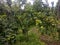 Food Trees Green farmer Nepal Hills