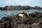 Food vase with fruits on top of a beach rock. Religious tribute