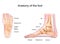 Foot anatomy. Human foot with the name and description of all bones and sites