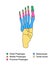 Foot bones anatomy with descriptions. Educational diagram of internal organ. Distal, proximal and middle phalanges