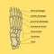 Foot bones with explanation.