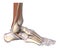 The foot bones and tendons