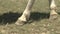 Foot Detail of Walking Horse