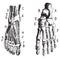 Foot, Fig 1. Muscles, Fig 2. Skeleton, vintage engraving
