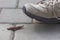 A foot in gray sneaker almost treading a slug.