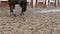 Foot of horse running on mud. Close up of legs galloping on the wet muddy ground. Slow motion