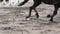 Foot of horse running on mud. Close up of legs galloping on the wet muddy ground. Slow motion