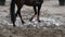 Foot of horse walking on mud. Close up of legs walking kicking up the wet muddy ground.