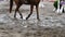 Foot of horse walking on mud. Close up of legs walking kicking up the wet muddy ground. Slow motion