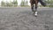 Foot of horse walking on the sand. Close up of legs going on the wet muddy ground at manege at farm. Following for