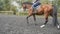 Foot of horse walking on the sand. Close up of legs going on the wet muddy ground at manege at farm. Following for