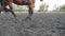 Foot of horse walking on the sand. Close up of legs going on the wet muddy ground at manege at farm. Following for