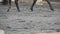 Foot of horse walking on the sand. Close up of legs going on the wet muddy ground at manege at farm. Following for