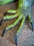 A foot of an iguana with claws