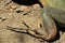 Foot of iguana with fingers.