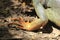 Foot of iguana with five fingers.