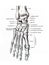 The foot and its components bones