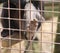 Foot of lion-tailed macaque