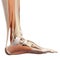 The foot muscles