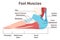 Foot muscles and tendons. Anatomy of leg and foot, human